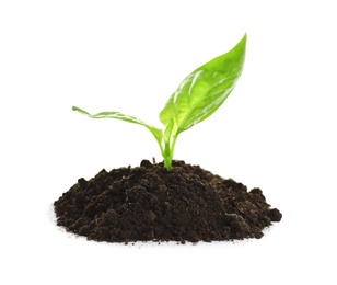 Photo of Young seedling in fertile soil on white background