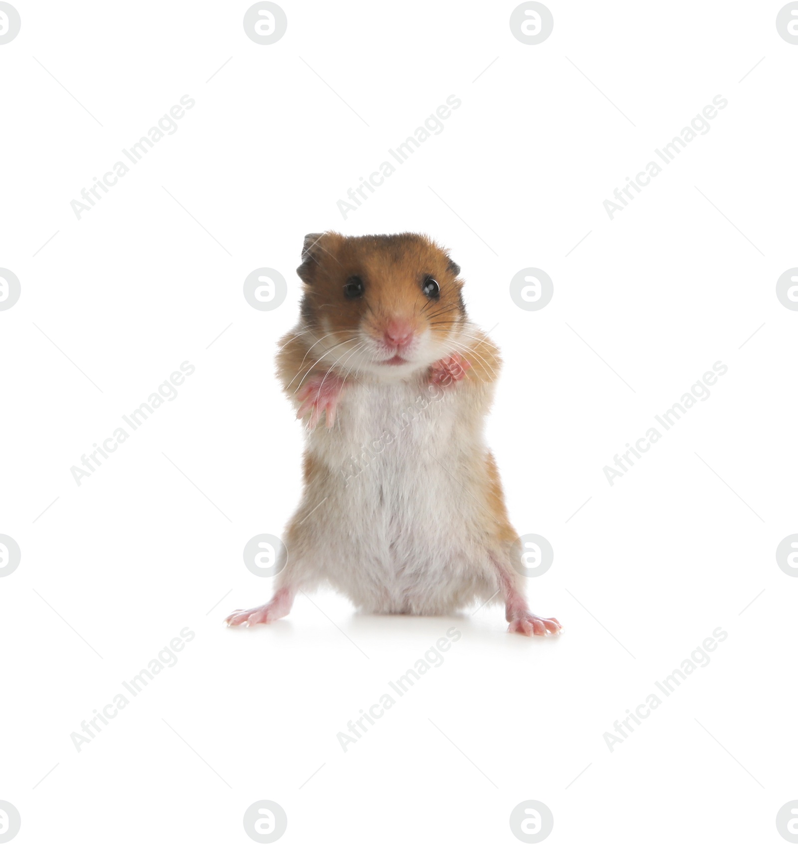 Photo of Adorable Syrian hamster on white background. Small pet