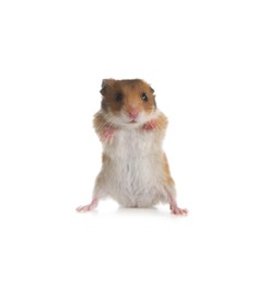 Adorable Syrian hamster on white background. Small pet