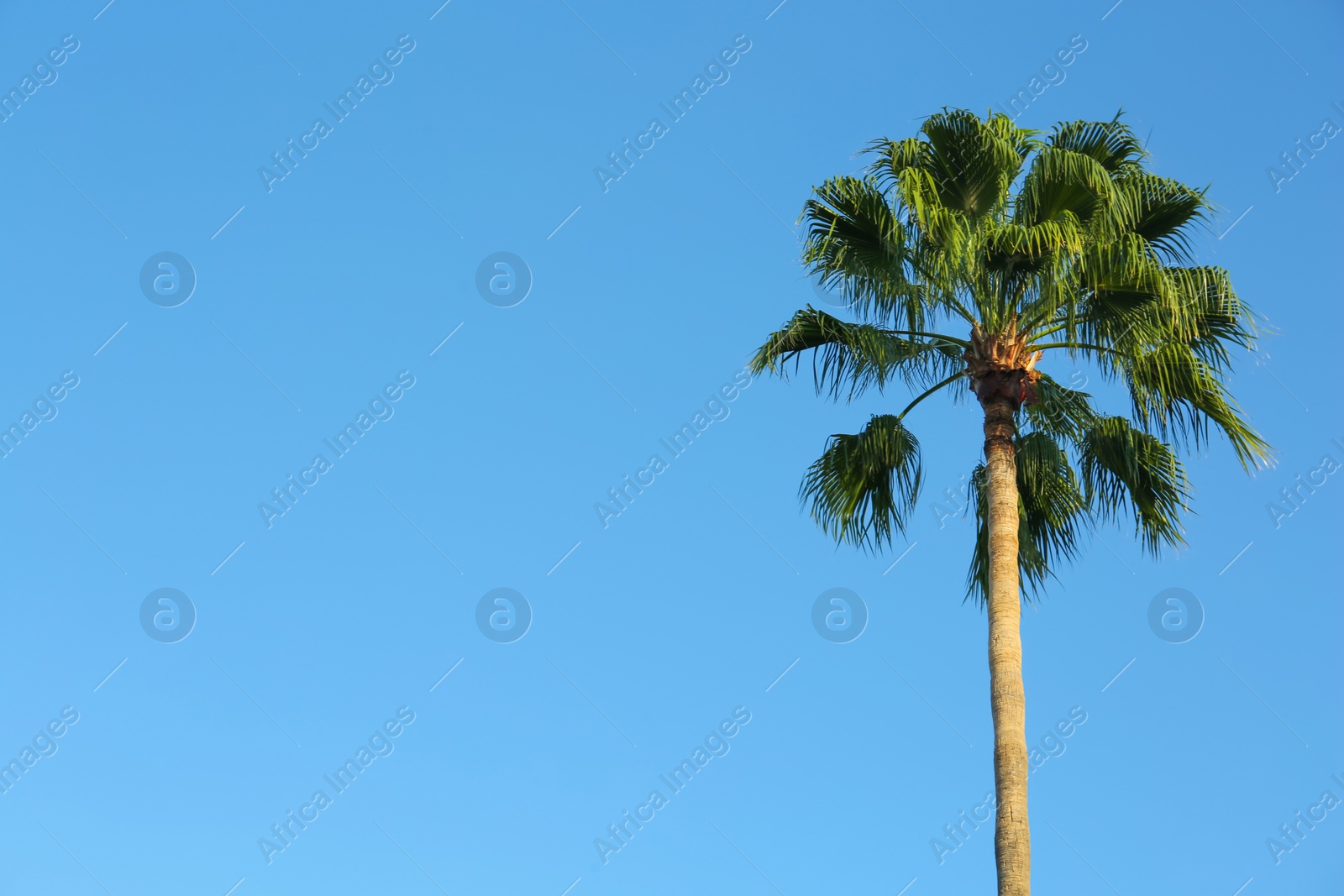 Photo of Beautiful palm tree against blue sky outdoors, space for text