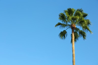 Photo of Beautiful palm tree against blue sky outdoors, space for text