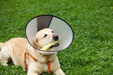 Adorable Labrador Retriever with Elizabethan collar chewing bone dog treat on green grass outdoors, space for text