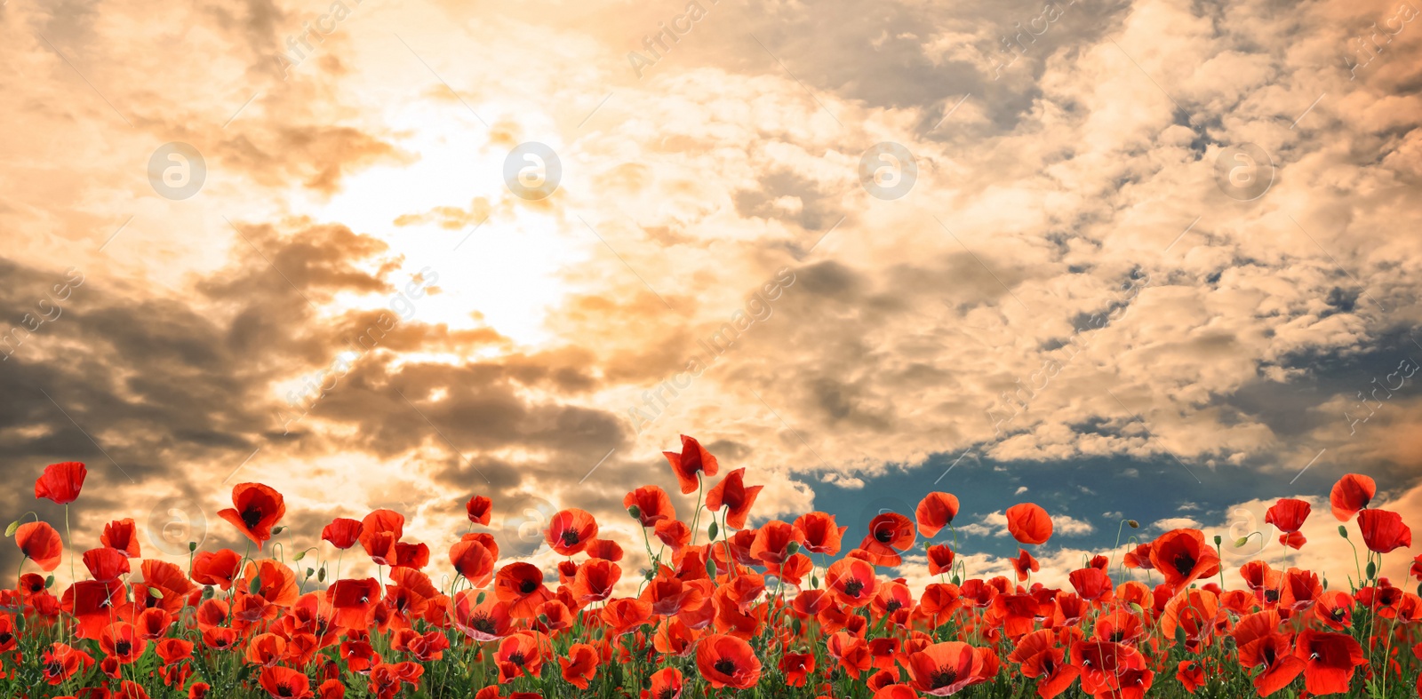 Image of Beautiful red poppy flowers under sky with clouds, banner design