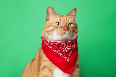Cute ginger cat with bandana on green background. Adorable pet