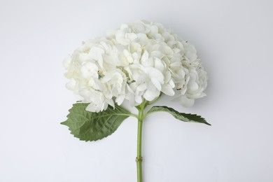 Photo of Beautiful hydrangea flower on white background, top view