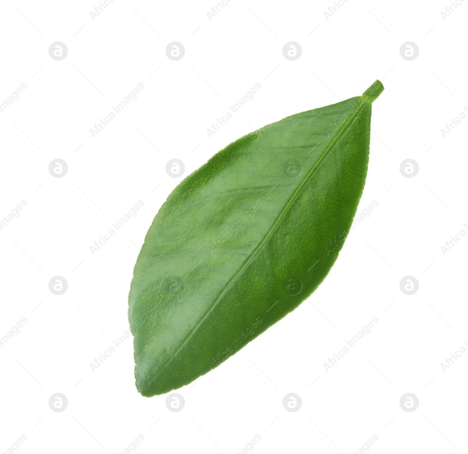 Photo of Fresh green orange leaf isolated on white