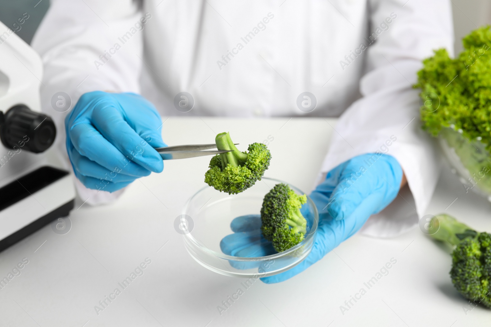 Photo of Scientist with broccoli at table in laboratory, closeup. Poison detection