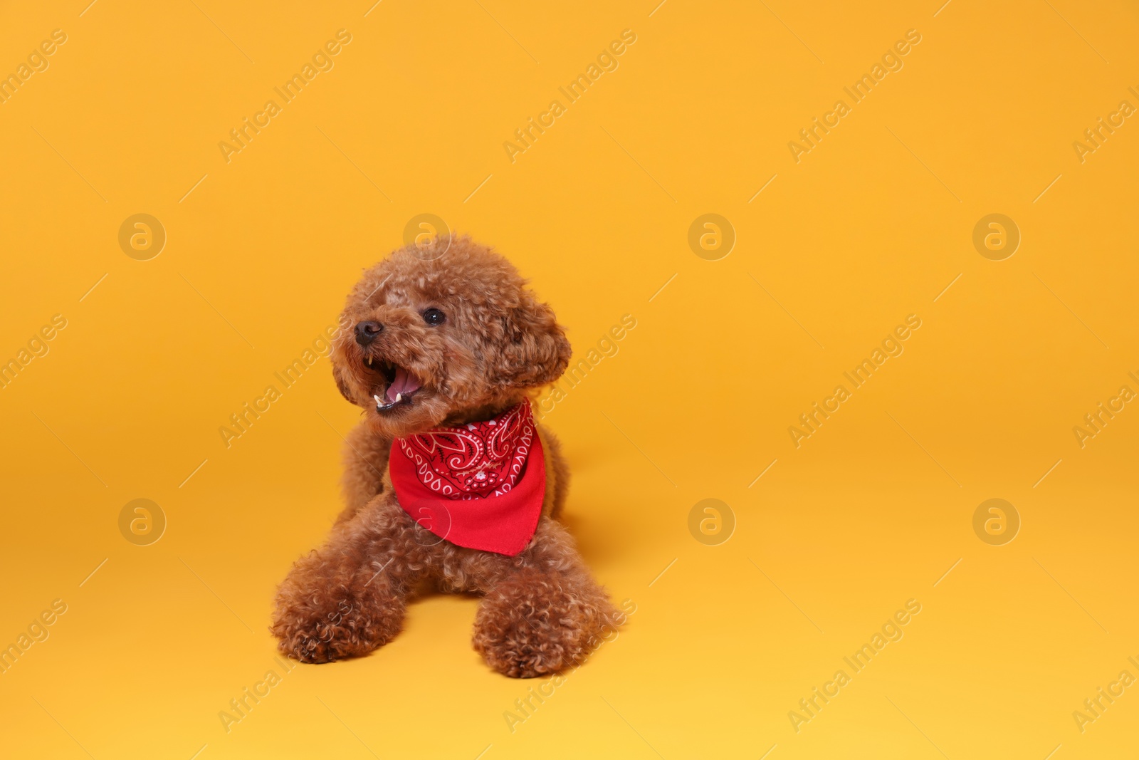 Photo of Cute Maltipoo dog with bandana on orange background. Space for text