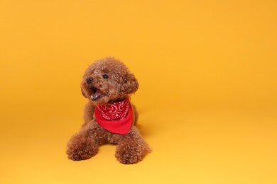 Cute Maltipoo dog with bandana on orange background. Space for text