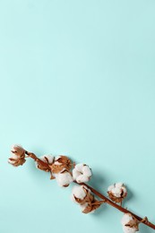 Photo of Dried cotton branch with fluffy flowers on turquoise background, top view. Space for text