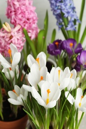 Photo of Beautiful fresh spring crocus flowers, closeup view