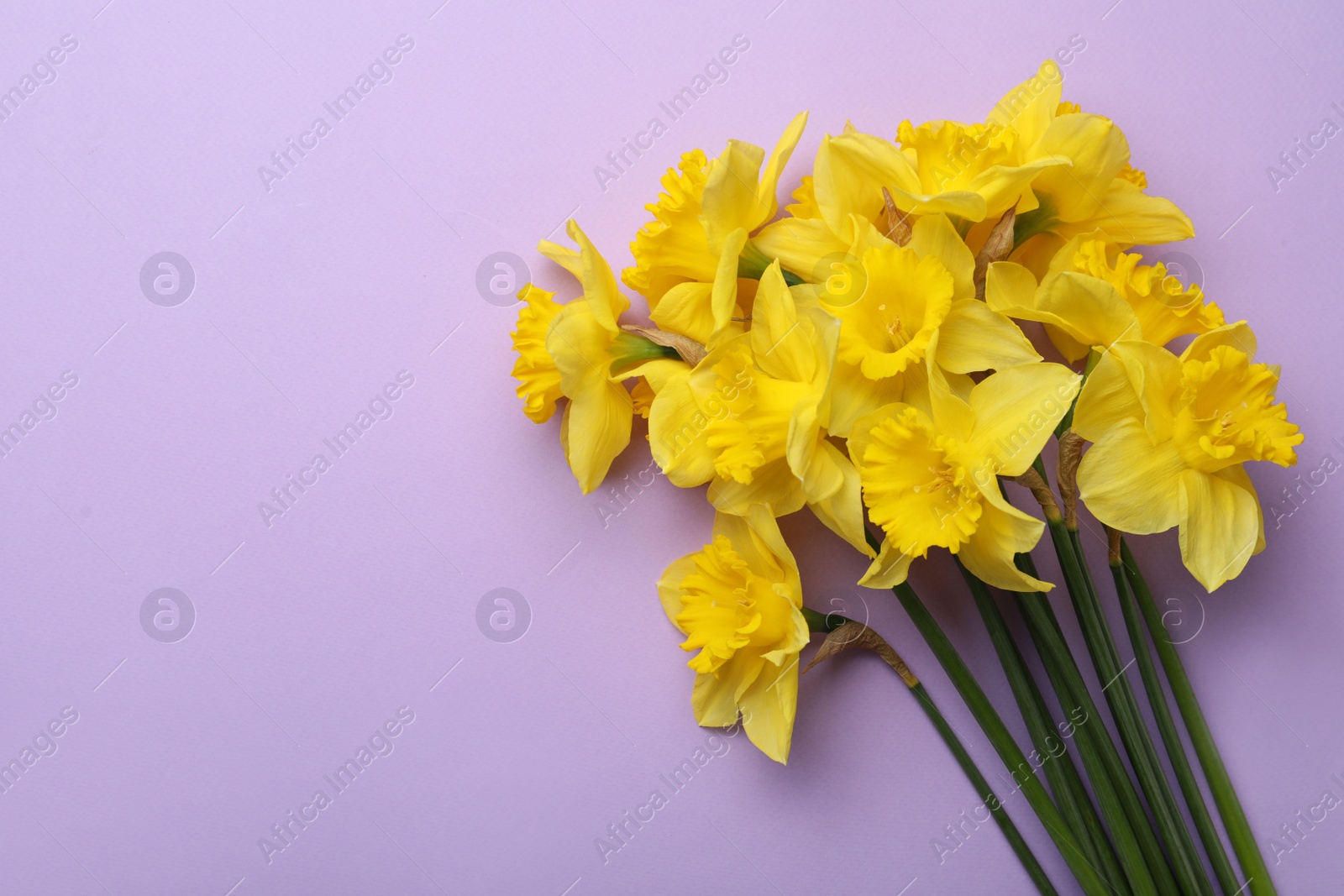 Photo of Beautiful daffodil bouquet on violet background, top view. Space for text