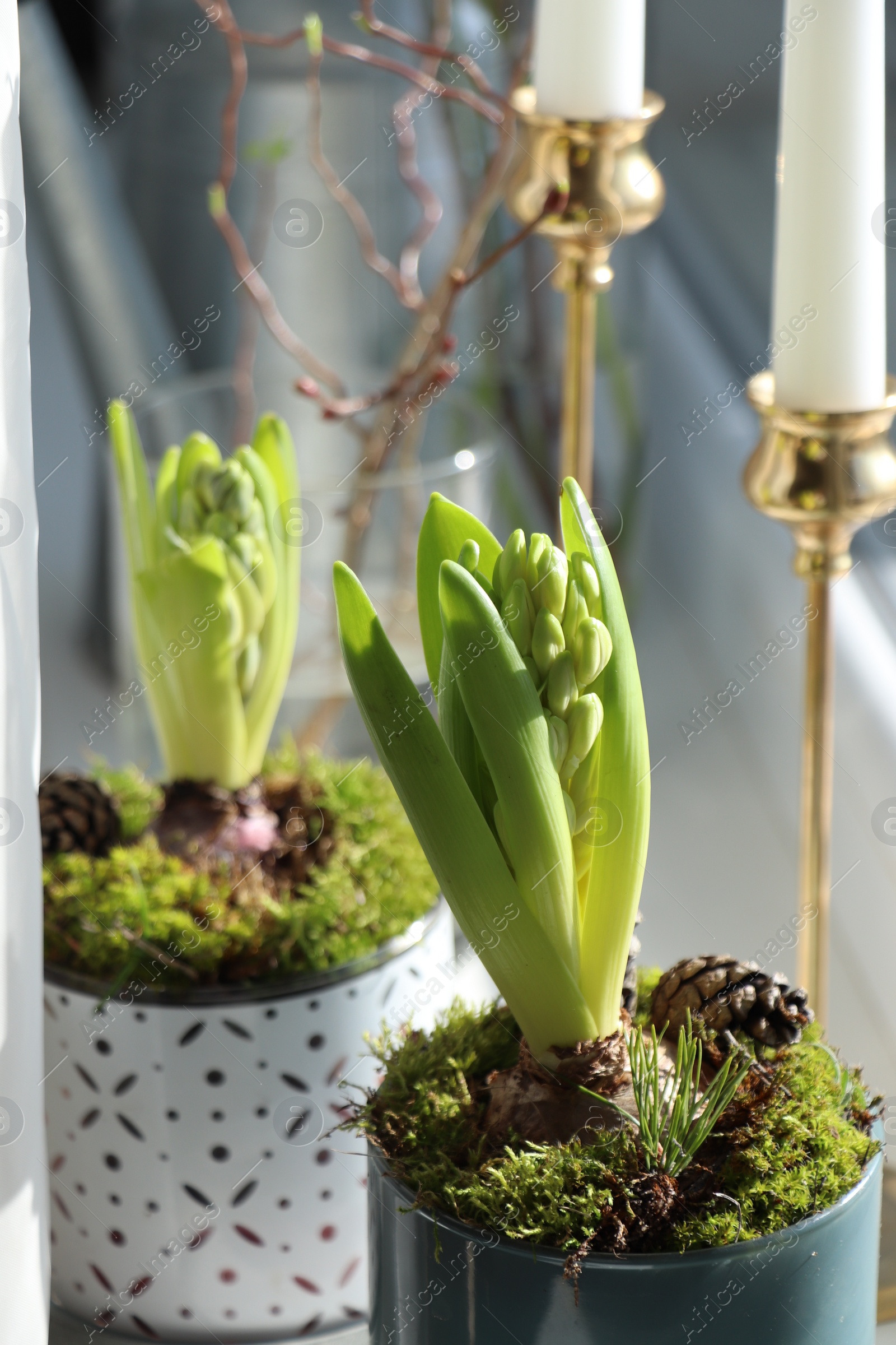 Photo of Potted hyacinths on blurred background. First spring flowers