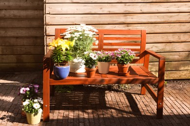 Photo of Many different beautiful blooming plants in flowerpots and wooden bench outdoors