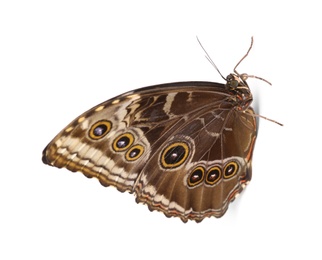 Photo of Beautiful Blue Morpho butterfly on white background