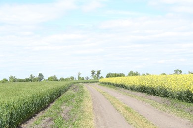 Pathway between growing plants in beautiful field