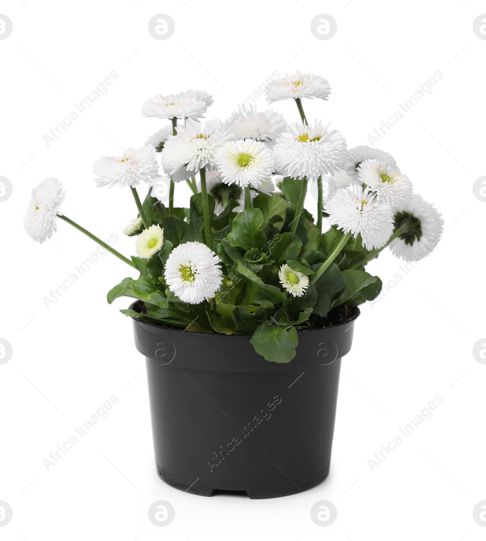 Photo of Beautiful blooming daisy flower in pot isolated on white