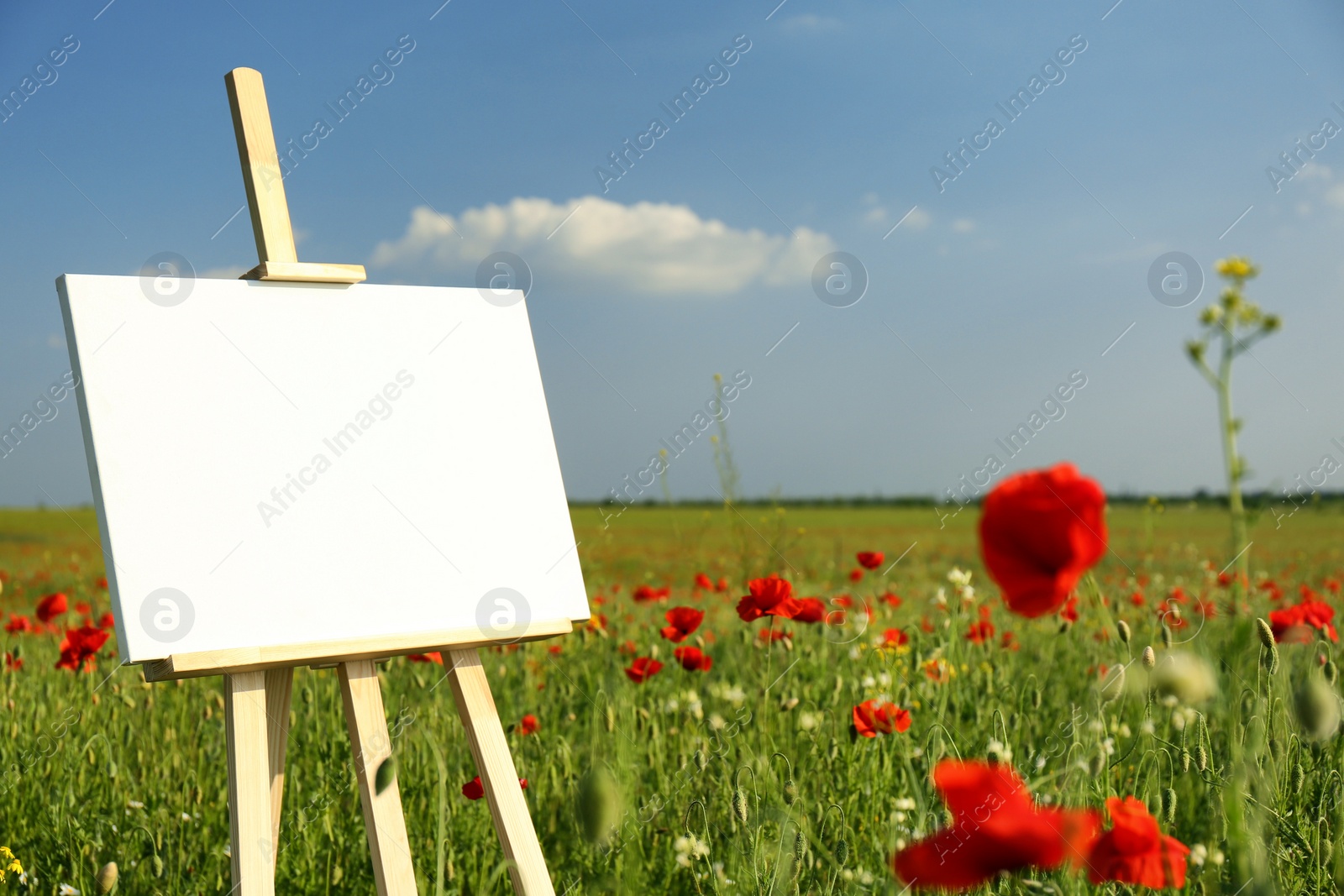 Photo of Wooden easel with blank canvas in poppy field on sunny day