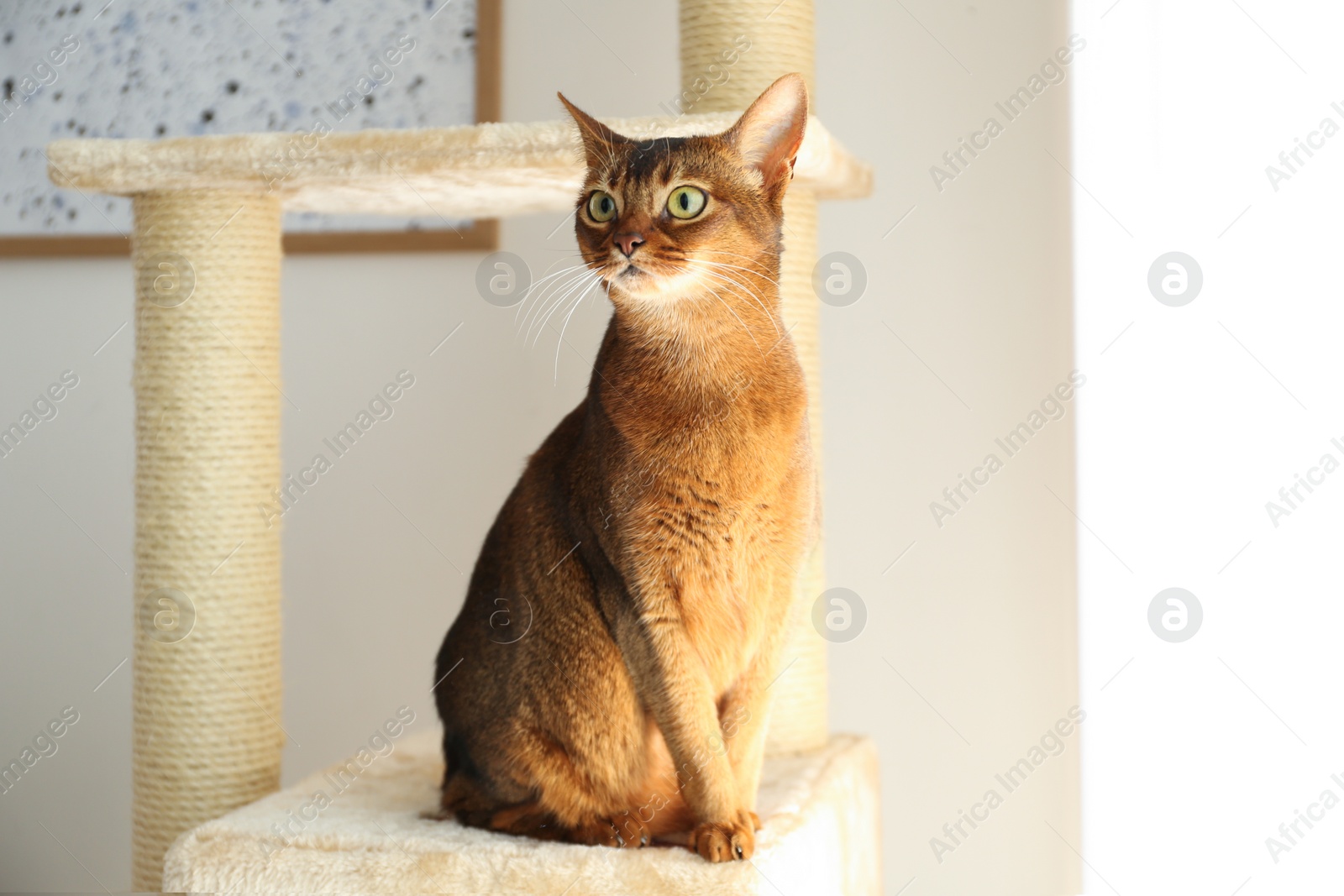 Photo of Beautiful Abyssinian cat on pet tree at home. Lovely pet