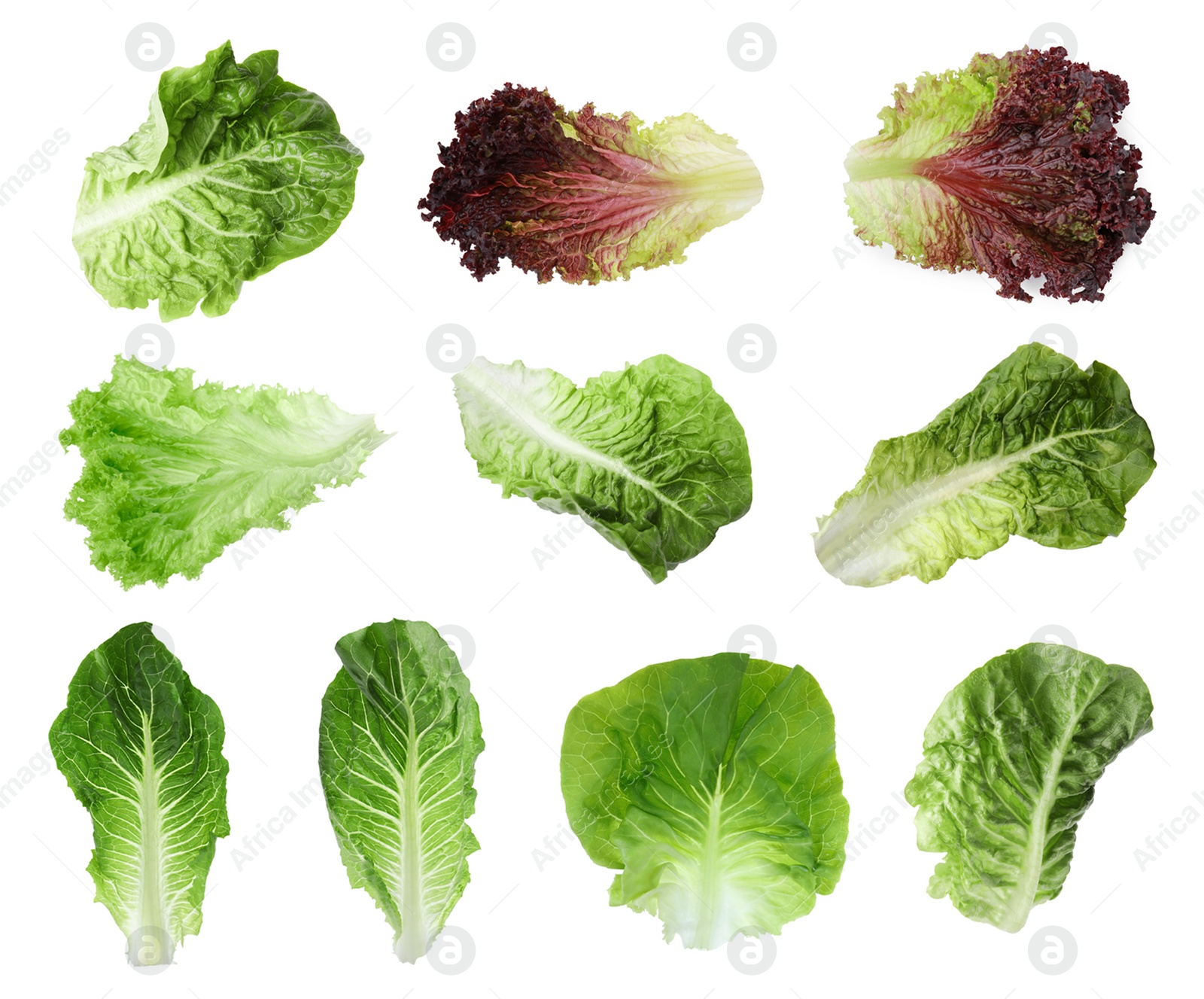 Image of Different types of lettuce isolated on white, collage design