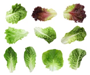 Image of Different types of lettuce isolated on white, collage design