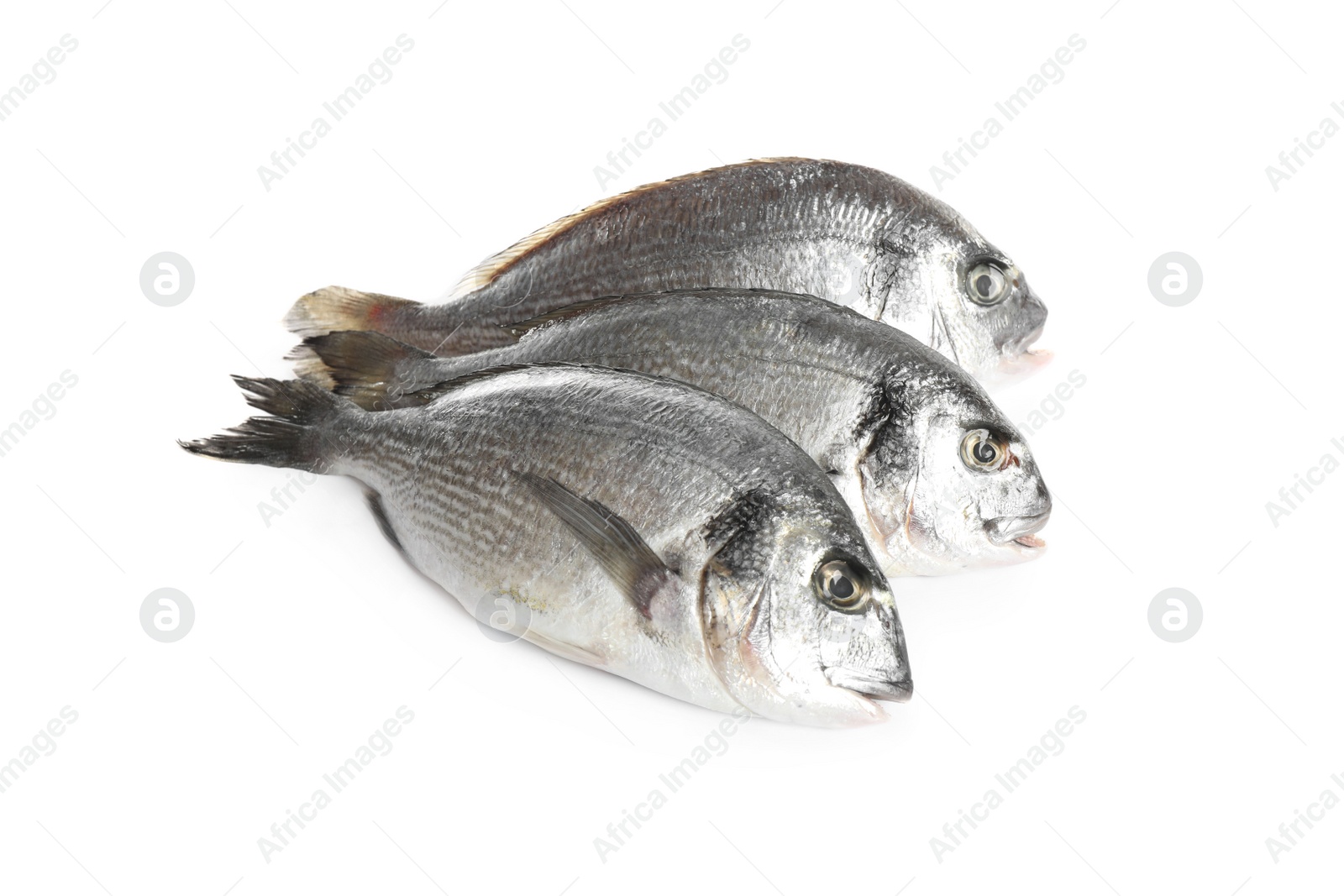 Photo of Fresh raw dorada fish isolated on white