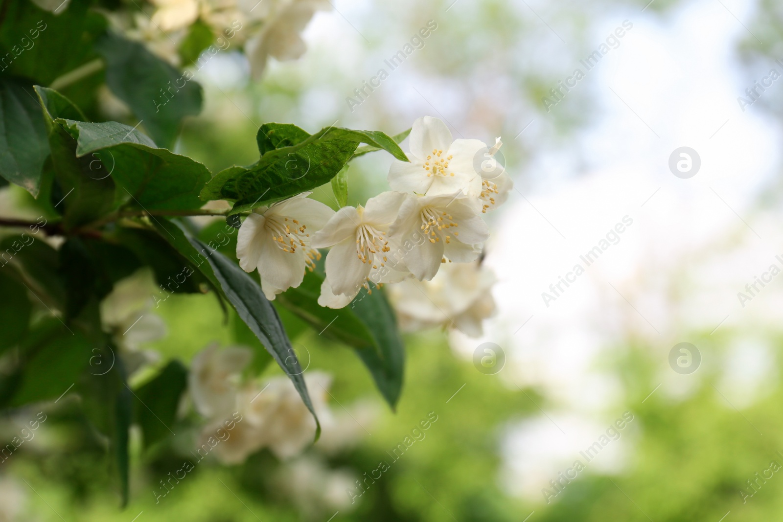 Photo of Beautiful blooming white jasmine shrub outdoors, closeup