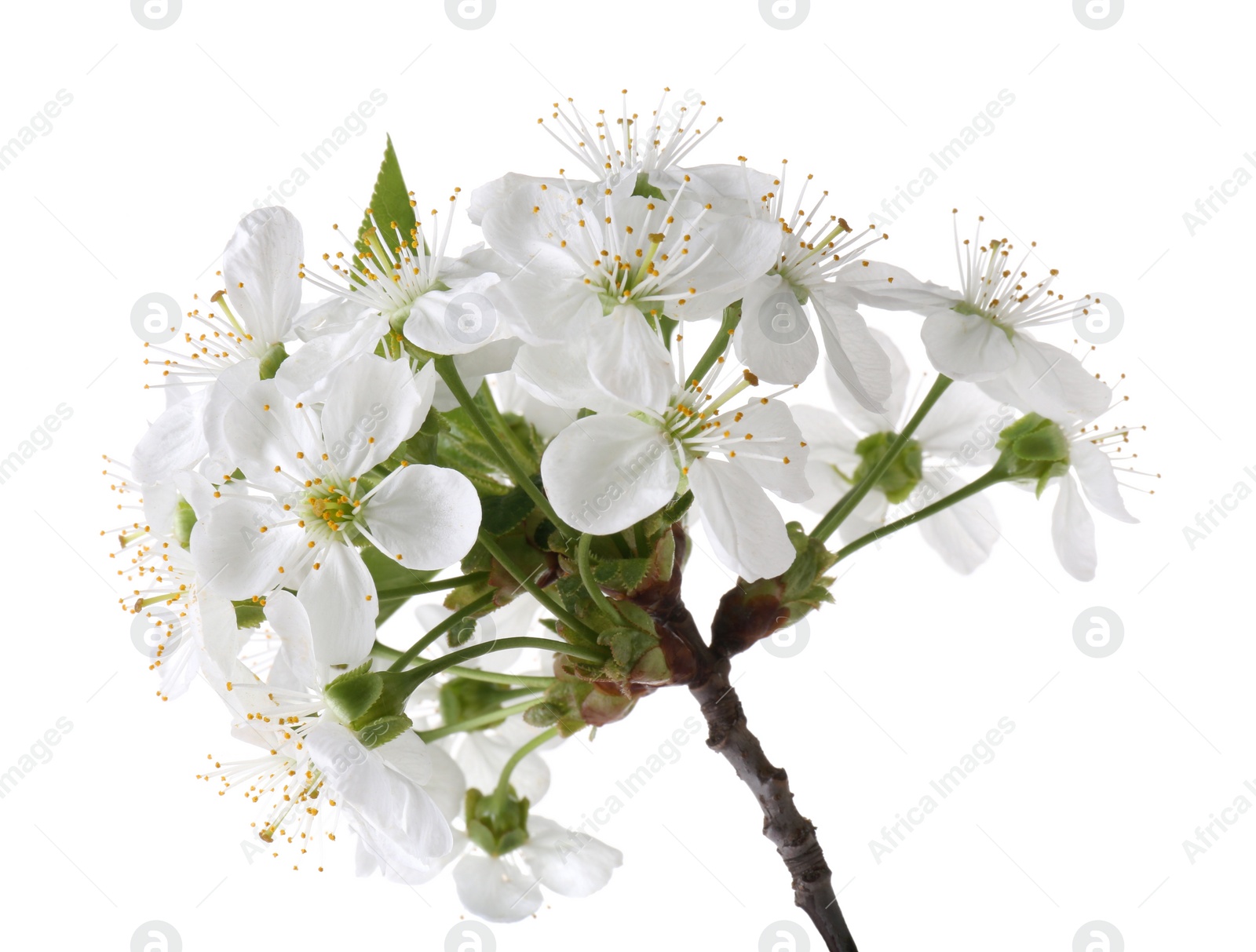 Photo of Spring branch with beautiful blossoms and leaves isolated on white