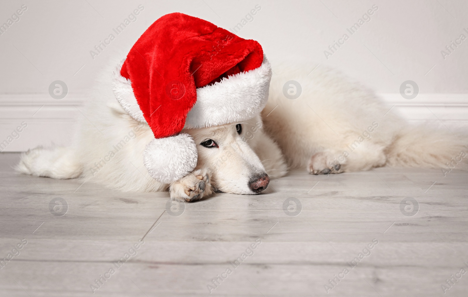 Photo of Cute dog with Christmas hat on floor near light wall