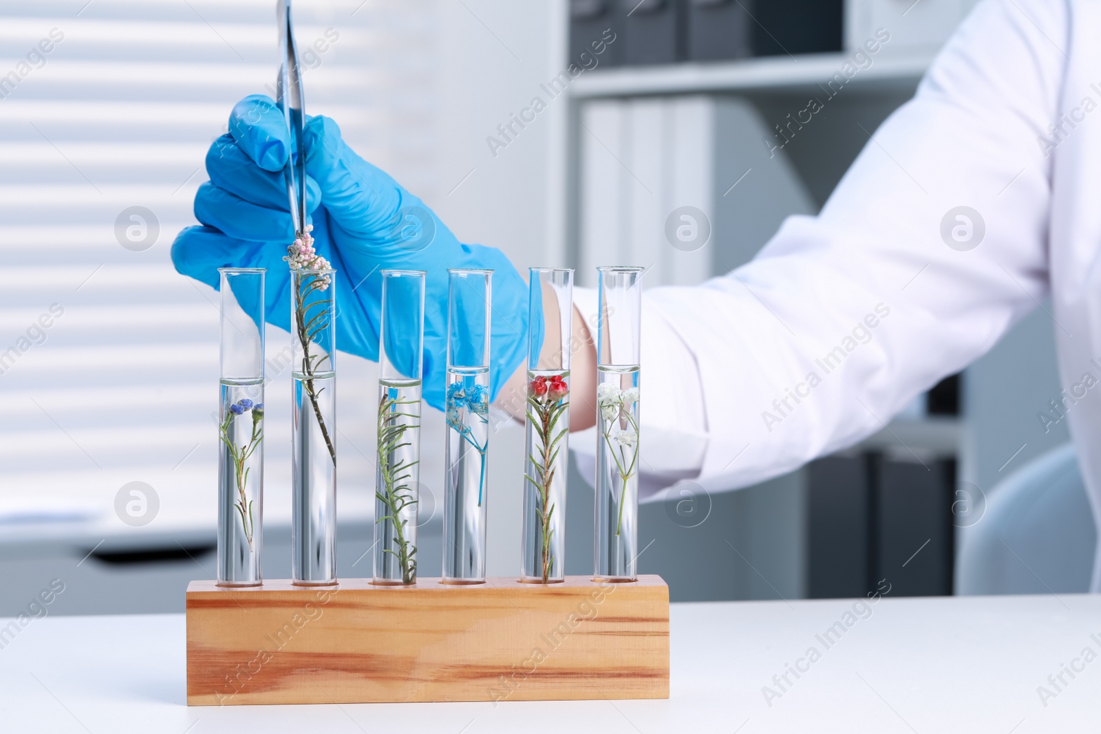 Photo of Scientist putting plant into test tube at white table in laboratory, closeup