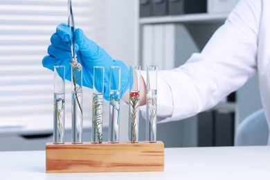 Scientist putting plant into test tube at white table in laboratory, closeup
