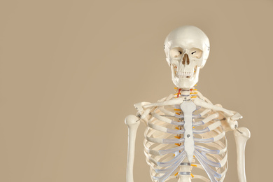 Photo of Artificial human skeleton model on beige background. Space for text