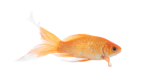 Photo of Beautiful bright small goldfish isolated on white