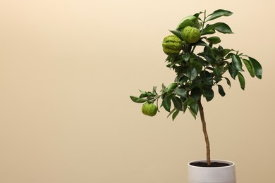Photo of Idea for minimalist interior design. Small potted bergamot tree with fruits against beige background, space for text