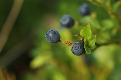 Photo of Ripe bilberries growing in forest, closeup. Space for text