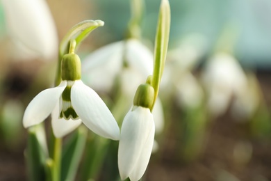 Beautiful snowdrops outdoors, closeup with space for text. Early spring flowers