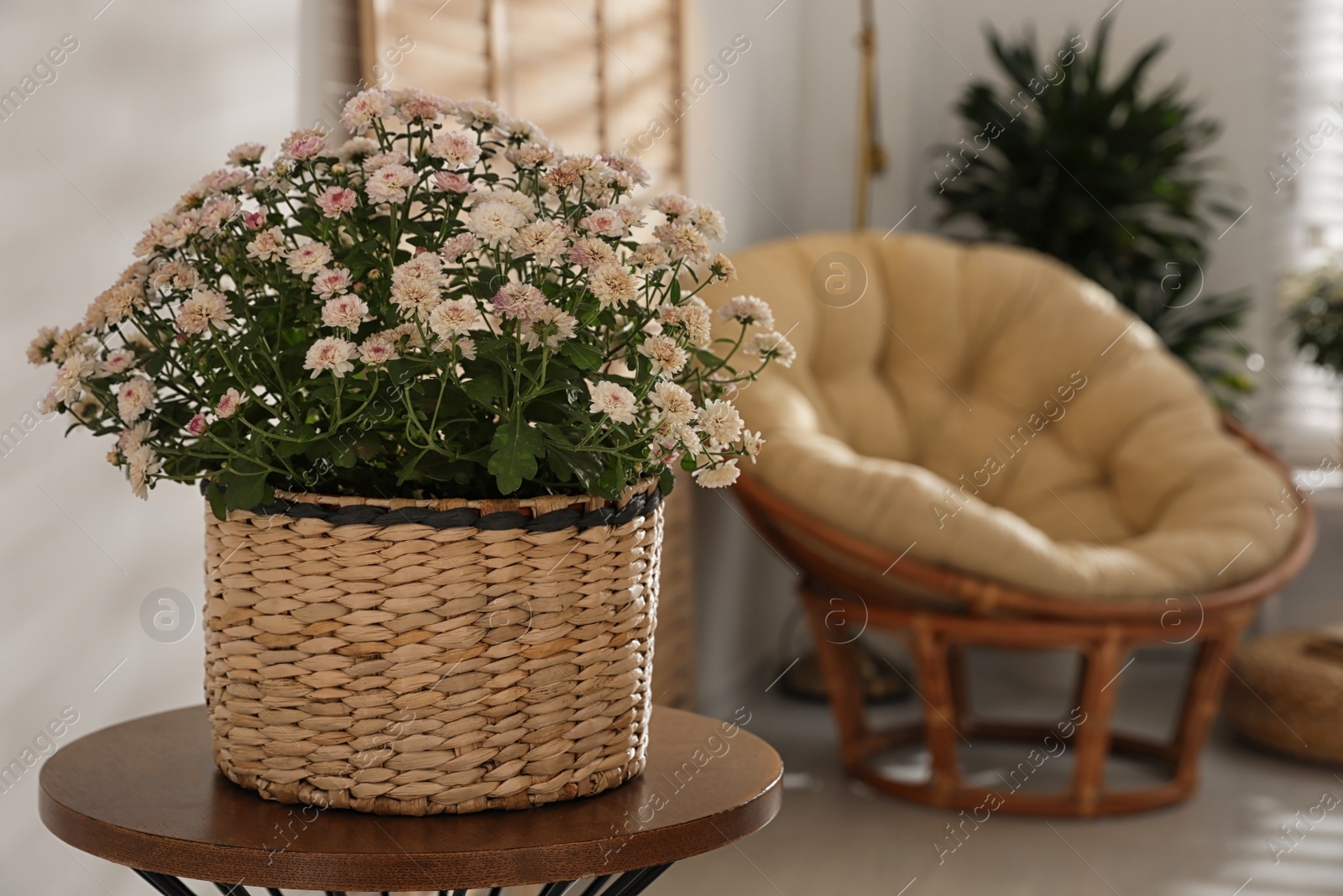 Photo of Beautiful chrysanthemum flowers on wooden table indoors, space for text. Stylish interior element