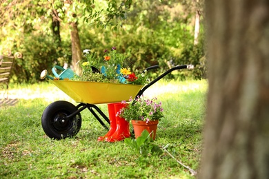 Wheelbarrow with gardening tools and flowers on grass outside. Space for text