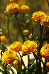 Beautiful ranunculus flowers on blurred background, closeup