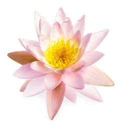 Image of Beautiful pink lotus flower isolated on white