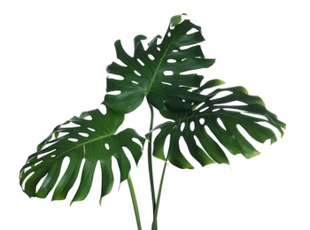 Photo of Green fresh monstera leaves on white background. Tropical plant