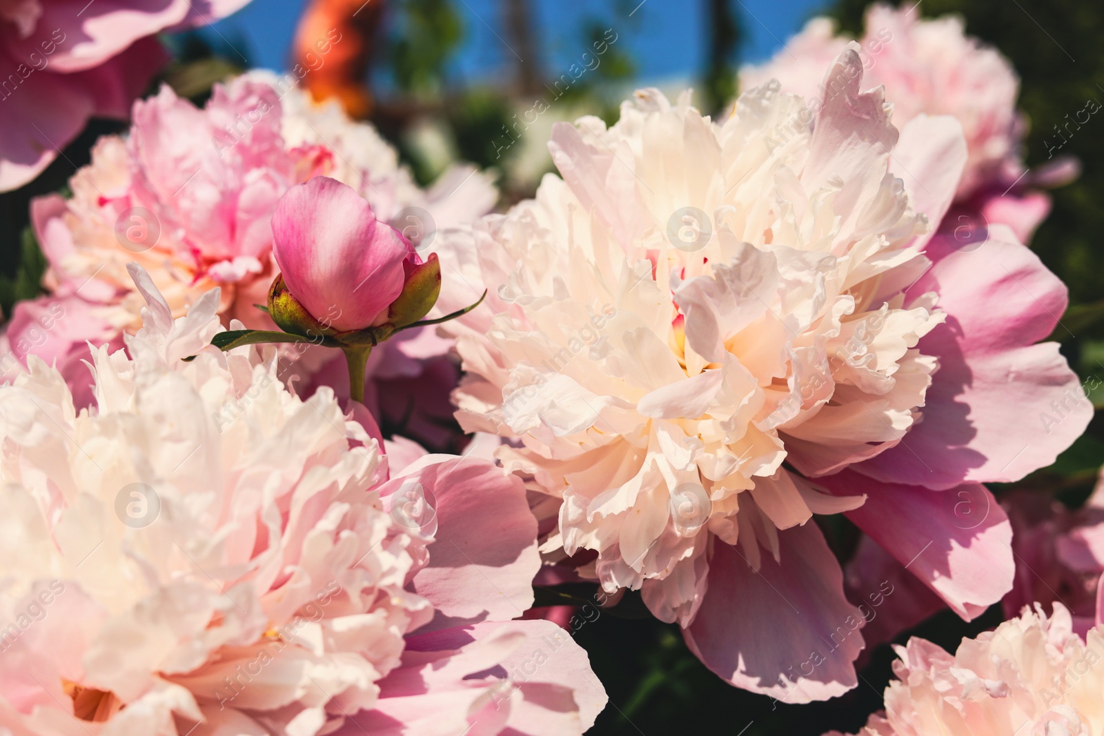 Photo of Wonderful pink peonies in garden outdoors, closeup