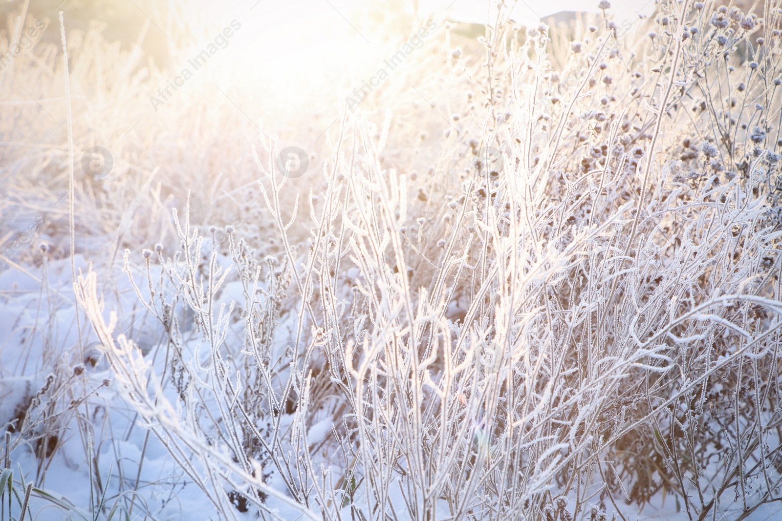 Photo of Dry plants covered with hoarfrost outdoors on winter morning