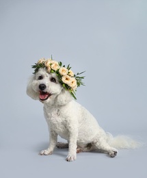 Photo of Adorable Bichon wearing wreath made of beautiful flowers on grey background