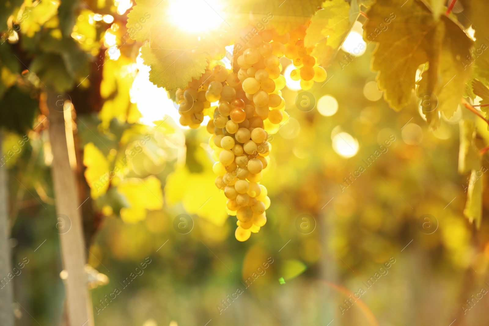 Photo of Bunch of fresh ripe juicy grapes against blurred background