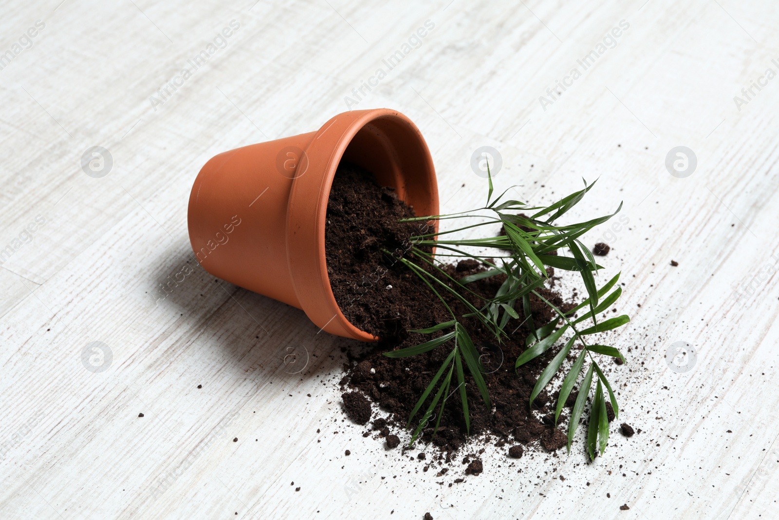 Photo of Overturned terracotta flower pot with soil and plant on white wooden floor