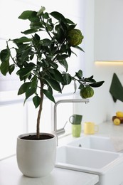 Potted bergamot tree with ripe fruits on kitchen countertop