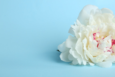 Photo of Beautiful white peony flower on light blue background, closeup. Space for text