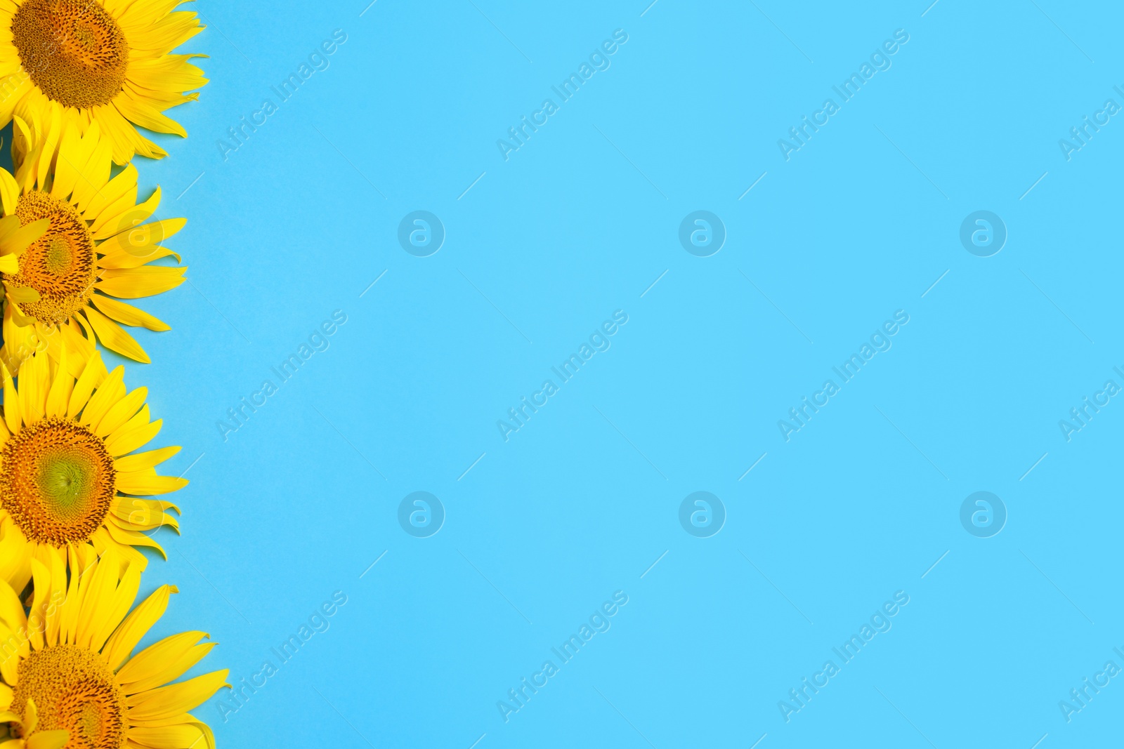 Photo of Beautiful bright sunflowers on light blue background, flat lay. Space for text