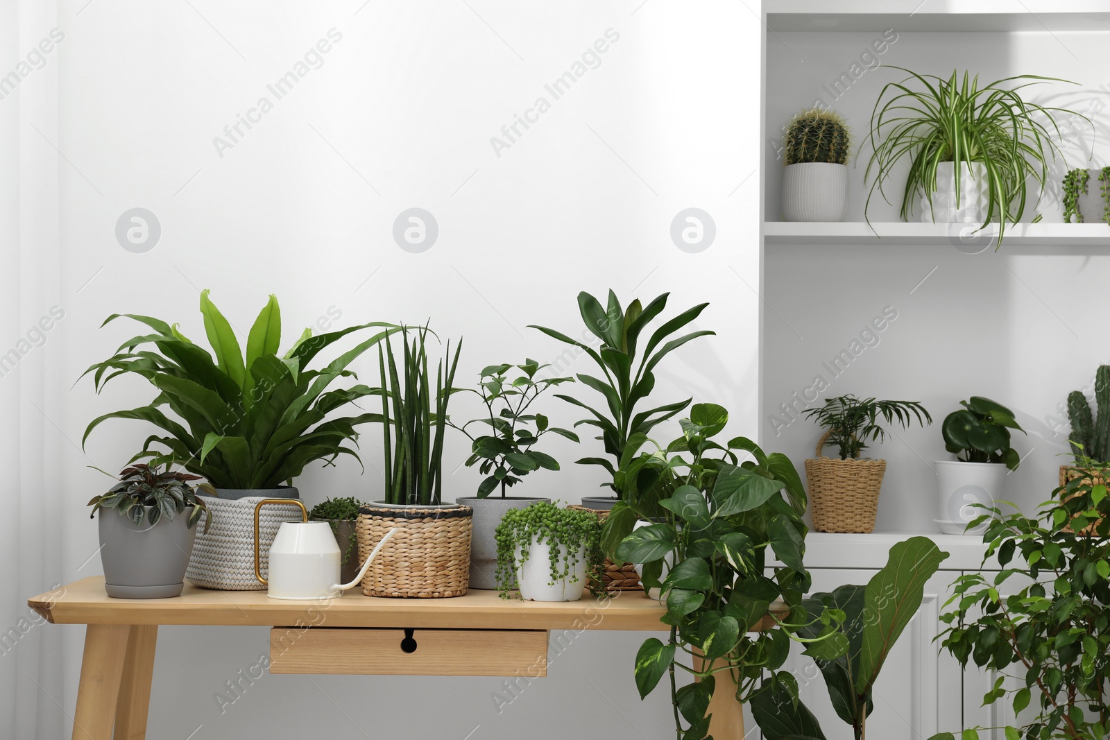 Photo of Many green potted houseplants on wooden table near white wall